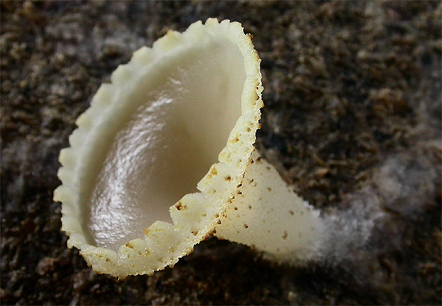 Peziza varia sensu latissimo